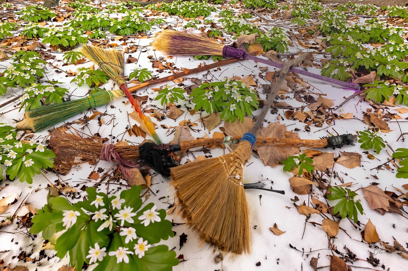 Handmade witches' brooms with coloured bindings laid on the ground among melting snow, fallen autumn leaves, and the first white spring wildflowers.